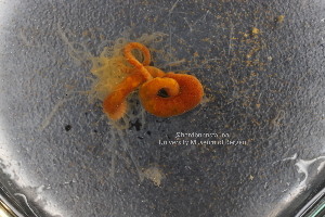  ( - ZMBN_130329)  @11 [ ] Creative Commons BY NC SA (2020) University of Bergen Natural History Collections