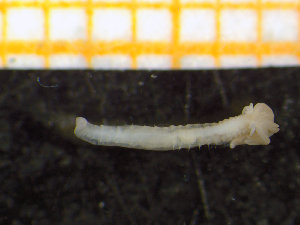  ( - ZMBN_130361)  @11 [ ] Creative Commons BY NC SA (2020) University of Bergen Natural History Collections