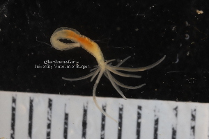  ( - ZMBN_130361)  @11 [ ] Creative Commons BY NC SA (2020) University of Bergen Natural History Collections