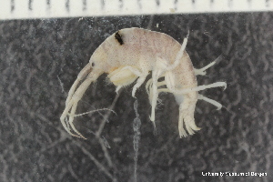  ( - ZMBN_130568)  @11 [ ] Creative Commons BY NC SA (2020) University of Bergen Natural History Collections