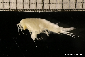  ( - ZMBN_131253)  @11 [ ] Creative Commons BY NC SA (2022) University of Bergen Natural History Collections