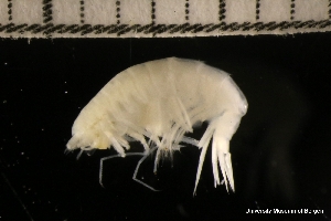  ( - ZMBN_131254)  @11 [ ] Creative Commons BY NC SA (2022) University of Bergen Natural History Collections