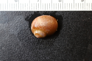  ( - ZMBN_131495)  @11 [ ] CreativeCommons - Attribution Non-Commercial Share-Alike (2019) University of Bergen Natural History Collections