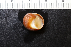  ( - ZMBN_131495)  @11 [ ] CreativeCommons - Attribution Non-Commercial Share-Alike (2019) University of Bergen Natural History Collections