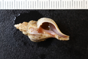  ( - ZMBN_131507)  @11 [ ] CreativeCommons - Attribution Non-Commercial Share-Alike (2019) University of Bergen Natural History Collections