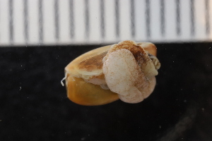  (Akeridae - ZMBN_131534)  @11 [ ] CreativeCommons - Attribution Non-Commercial Share-Alike (2019) University of Bergen Natural History Collections