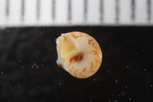  ( - ZMBN_131535)  @11 [ ] CreativeCommons - Attribution Non-Commercial Share-Alike (2019) University of Bergen Natural History Collections