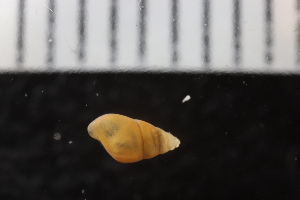  ( - ZMBN_131539)  @11 [ ] CreativeCommons - Attribution Non-Commercial Share-Alike (2019) University of Bergen Natural History Collections