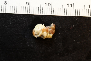  ( - ZMBN_131553)  @11 [ ] CreativeCommons - Attribution Non-Commercial Share-Alike (2019) University of Bergen Natural History Collections