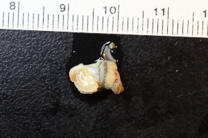  ( - ZMBN_131553)  @11 [ ] CreativeCommons - Attribution Non-Commercial Share-Alike (2019) University of Bergen Natural History Collections