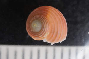  ( - ZMBN_131554)  @11 [ ] CreativeCommons - Attribution Non-Commercial Share-Alike (2019) University of Bergen Natural History Collections