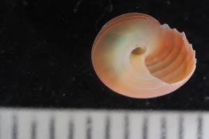  ( - ZMBN_131554)  @11 [ ] CreativeCommons - Attribution Non-Commercial Share-Alike (2019) University of Bergen Natural History Collections