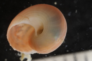  ( - ZMBN_131564)  @11 [ ] CreativeCommons - Attribution Non-Commercial Share-Alike (2019) University of Bergen Natural History Collections
