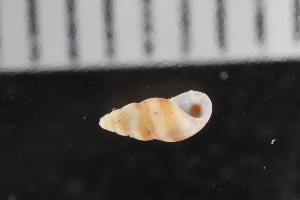  ( - ZMBN_131575)  @11 [ ] CreativeCommons - Attribution Non-Commercial Share-Alike (2019) University of Bergen Natural History Collections