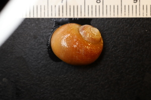  ( - ZMBN_131606)  @11 [ ] CreativeCommons - Attribution Non-Commercial Share-Alike (2019) University of Bergen Natural History Collections
