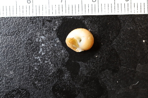  ( - ZMBN_131611)  @11 [ ] CreativeCommons - Attribution Non-Commercial Share-Alike (2019) University of Bergen Natural History Collections