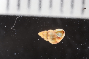  ( - ZMBN_131621)  @11 [ ] CreativeCommons - Attribution Non-Commercial Share-Alike (2019) University of Bergen Natural History Collections