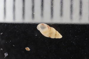  ( - ZMBN_131636)  @11 [ ] CreativeCommons - Attribution Non-Commercial Share-Alike (2019) University of Bergen Natural History Collections