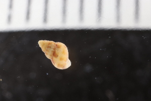 ( - ZMBN_131645)  @11 [ ] CreativeCommons - Attribution Non-Commercial Share-Alike (2019) University of Bergen Natural History Collections