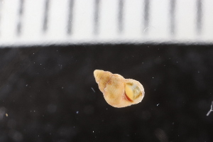  ( - ZMBN_131645)  @11 [ ] CreativeCommons - Attribution Non-Commercial Share-Alike (2019) University of Bergen Natural History Collections