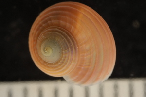  ( - ZMBN_132219)  @11 [ ] CreativeCommons - Attribution Non-Commercial Share-Alike (2019) University of Bergen Natural History Collections
