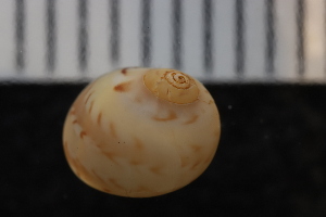  ( - ZMBN_132276)  @11 [ ] CreativeCommons - Attribution Non-Commercial Share-Alike (2019) University of Bergen Natural History Collections