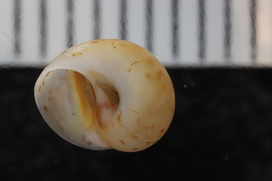  ( - ZMBN_132276)  @11 [ ] CreativeCommons - Attribution Non-Commercial Share-Alike (2019) University of Bergen Natural History Collections