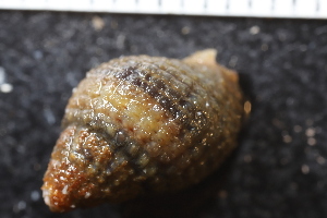  ( - ZMBN_132278)  @11 [ ] CreativeCommons - Attribution Non-Commercial Share-Alike (2019) University of Bergen Natural History Collections