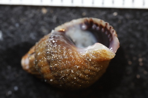  ( - ZMBN_132278)  @11 [ ] CreativeCommons - Attribution Non-Commercial Share-Alike (2019) University of Bergen Natural History Collections