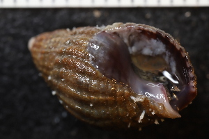  ( - ZMBN_132282)  @11 [ ] CreativeCommons - Attribution Non-Commercial Share-Alike (2019) University of Bergen Natural History Collections
