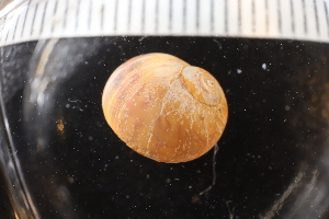  ( - ZMBN_132291)  @11 [ ] CreativeCommons - Attribution Non-Commercial Share-Alike (2019) University of Bergen Natural History Collections