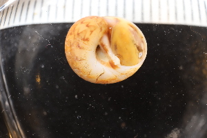  ( - ZMBN_132291)  @11 [ ] CreativeCommons - Attribution Non-Commercial Share-Alike (2019) University of Bergen Natural History Collections