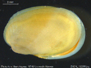  ( - ZMBN_132355)  @11 [ ] Creative Commons  Attribution Non-Commercial Share-Alike (2020) NTNU University Museum, Department of Natural History NTNU University Museum, Department of Natural History