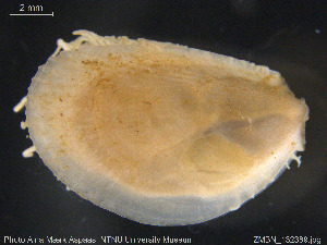  ( - ZMBN_132389)  @11 [ ] Creative Commons  Attribution Non-Commercial Share-Alike (2020) NTNU University Museum, Department of Natural History NTNU University Museum, Department of Natural History