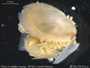  ( - ZMBN_132410)  @11 [ ] Creative Commons  Attribution Non-Commercial Share-Alike (2020) NTNU University Museum, Department of Natural History NTNU University Museum, Department of Natural History
