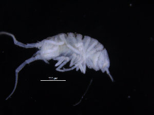  ( - ZMBN_132551)  @11 [ ] CreativeCommons - Attribution Non-Commercial Share-Alike (2019) University of Bergen Natural History Collections