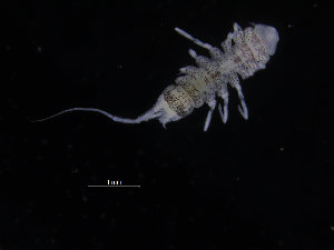  ( - ZMBN_132552)  @11 [ ] CreativeCommons - Attribution Non-Commercial Share-Alike (2019) University of Bergen Natural History Collections