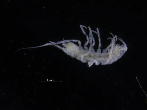  ( - ZMBN_132552)  @11 [ ] CreativeCommons - Attribution Non-Commercial Share-Alike (2019) University of Bergen Natural History Collections