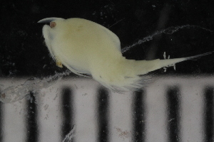  ( - ZMBN_132553)  @11 [ ] CreativeCommons - Attribution Non-Commercial Share-Alike (2019) University of Bergen Natural History Collections