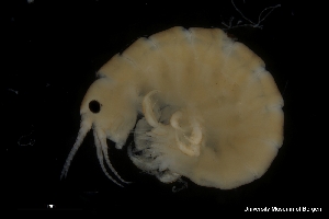  ( - ZMBN_136209)  @11 [ ] Creative Commons BY NC SA (2020) University of Bergen Natural History Collections