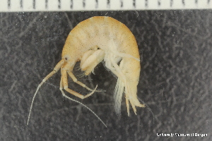  ( - ZMBN_136213)  @11 [ ] Creative Commons BY NC SA (2020) University of Bergen Natural History Collections