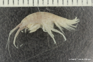  ( - ZMBN_136216)  @11 [ ] Creative Commons BY NC SA (2020) University of Bergen Natural History Collections