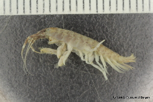  ( - ZMBN_136218)  @11 [ ] Creative Commons BY NC SA (2020) University of Bergen Natural History Collections
