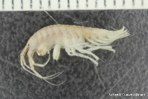  ( - ZMBN_136220)  @11 [ ] Creative Commons BY NC SA (2020) University of Bergen Natural History Collections