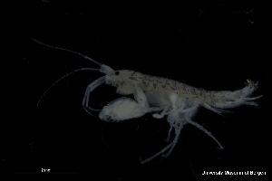  ( - ZMBN_136249)  @11 [ ] Creative Commons BY NC SA (2020) University of Bergen Natural History Collections