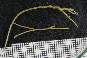  ( - ZMBN_136488)  @11 [ ] Creative Commons BY NC SA (2020) University of Bergen Natural History Collections