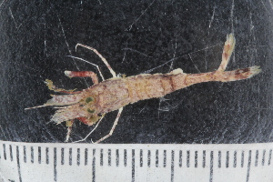  ( - ZMBN_136516)  @11 [ ] Creative Commons BY NC SA (2020) University of Bergen Natural History Collections