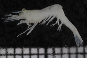  ( - ZMBN_136556)  @11 [ ] Creative Commons BY NC SA (2020) University of Bergen Natural History Collections