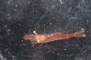  ( - ZMBN_136556)  @11 [ ] Creative Commons BY NC SA (2020) University of Bergen Natural History Collections