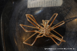 ( - ZMBN_136575)  @11 [ ] Creative Commons BY NC SA (2020) University of Bergen Natural History Collections